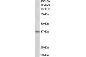 ABIN571286 (2µg/ml) staining of Mouse Liver lysate (35µg protein in RIPA buffer). (POLDIP2 antibody  (Internal Region))