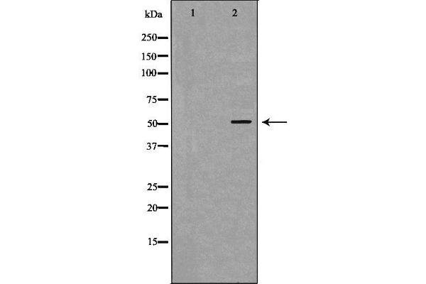 NR0B1 antibody  (Internal Region)
