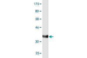 Western Blot detection against Immunogen (36. (MUC5AC antibody  (AA 351-450))