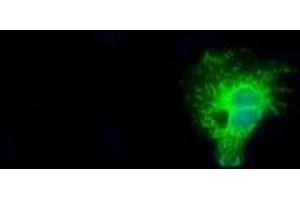 Image no. 3 for anti-Nitrilase Family, Member 2 (NIT2) antibody (ABIN1499737) (NIT2 antibody)