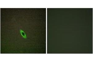 Immunofluorescence analysis of HepG2 cells, using GRAA Antibody. (GZMA antibody  (AA 61-110))