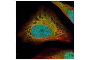 ICC/IF Image Confocal immunofluorescence analysis (Olympus FV10i) of paraformaldehyde-fixed HeLa, using Flightless I, antibody (Green) at 1:500 dilution. (Flightless I antibody  (Internal Region))