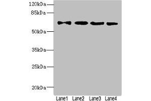 Western blot All lanes: ZNF324antibody at 1. (ZNF324 antibody  (AA 1-270))