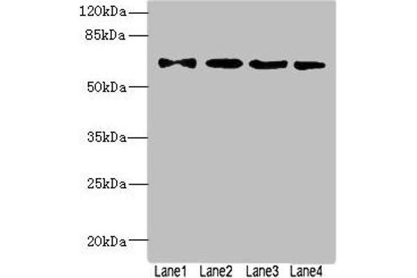 ZNF324 anticorps  (AA 1-270)