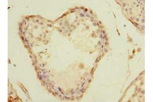 Immunohistochemistry of paraffin-embedded human testis tissue using ABIN7155918 at dilution of 1:100 (PLA2G16 antibody  (AA 1-132))