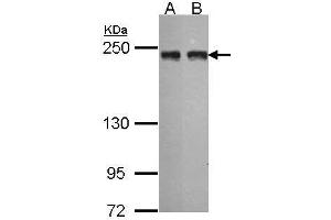 MIA3 抗体  (N-Term)