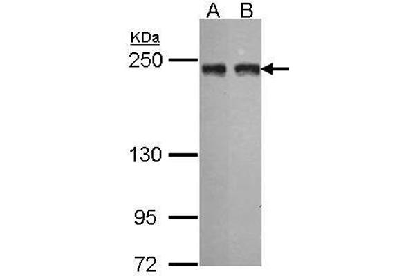 MIA3 anticorps  (N-Term)