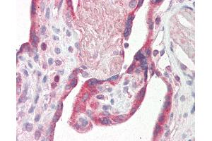 Anti-Fibulin-3 / EFEMP1 antibody IHC staining of human placenta. (FBLN3 antibody  (C-Term))