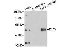 Immunoprecipitation analysis of 150ug extracts of A549 cells using 3ug ELF3 antibody. (ELF3 antibody)