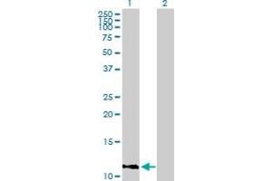 Western Blot analysis of IFI27 expression in transfected 293T cell line by IFI27 MaxPab polyclonal antibody. (IFI27 antibody  (AA 1-119))