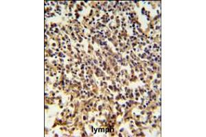 RNASEH2B Antibody IHC analysis in formalin fixed and paraffin embedded human lymph tissue followed by peroxidase conjugation of the secondary antibody and DAB staining. (RNASEH2B antibody  (AA 130-157))