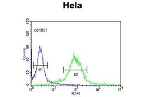 Flow Cytometry (FACS) image for anti-Mastermind-Like 3 (MAML3) antibody (ABIN3002771) (MAML3 antibody)