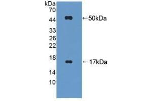 Detection of Recombinant FGL2, Mouse using Polyclonal Antibody to Fibrinogen Like Protein 2 (FGL2) (FGL2 antibody  (AA 20-432))