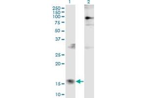 Parathymosin antibody  (AA 1-102)