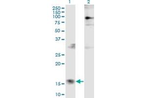 Western Blot analysis of PTMS expression in transfected 293T cell line by PTMS monoclonal antibody (M10), clone 2D3. (Parathymosin antibody  (AA 1-102))