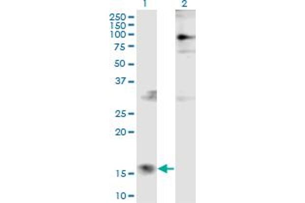 Parathymosin antibody  (AA 1-102)