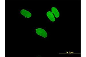 Immunofluorescence of purified MaxPab antibody to LMNA on HeLa cell. (Lamin A/C antibody  (AA 1-664))