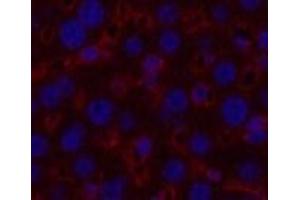 Immunofluorescence analysis of Mouse liver tissue using alpha Tubulin Monoclonal Antibody at dilution of 1:200. (alpha Tubulin antibody)