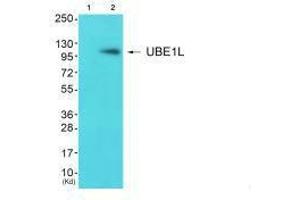 Western blot analysis of extracts from JK cells (Lane 2), using UBE1L antiobdy.