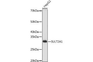 Western blot analysis of extracts of HepG2 cells, using SULT2 antibody (ABIN7270632) at 1:1000 dilution.