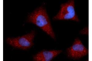 Immunofluorescence (IF) image for anti-Cyclin I (CCNI) (AA 1-377) antibody (APC) (ABIN5565343) (Cyclin I antibody  (AA 1-377) (APC))