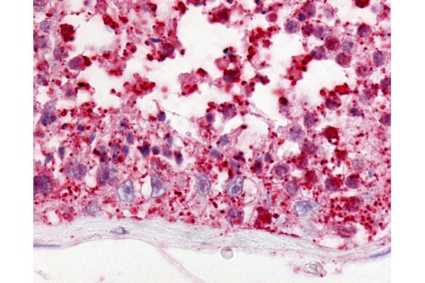 GPR18 antibody  (Cytoplasmic Domain)