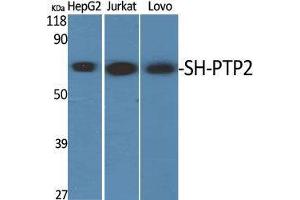 Western Blot (WB) analysis of specific cells using SH-PTP2 Polyclonal Antibody. (PTPN11 antibody  (Thr494))