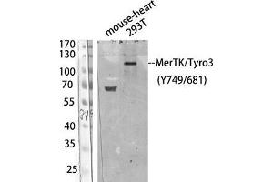 Western Blot (WB) analysis of 293T/ Mouse Heart using Antibody diluted at 1:1000. (MerTK/Tyro3 antibody  (pTyr681, pTyr749))