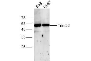 Raji and U937 cell lysates probed with Rabbit Anti-TRIM22 Polyclonal Antibody, Unconjugated  at 1:500 for 90 min at 37˚C.