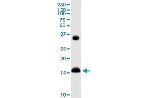 IFITM3 MaxPab rabbit polyclonal antibody. (IFITM3 antibody  (AA 1-133))