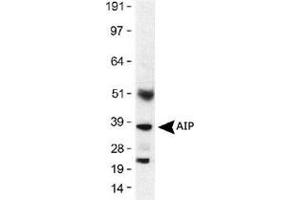 Western blot analysis of AIP in mouse lung lysates (30 ug) using AIP monoclonal antibody, clone 35-2  at 1 : 500 with a 1 second exposure.