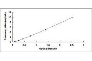 CD31 ELISA Kit