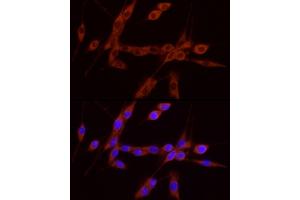 Immunofluorescence analysis of U-87MG cells using GDNF Rabbit pAb (ABIN7267388) at dilution of 1:100 (40x lens). (GDNF antibody  (AA 109-211))