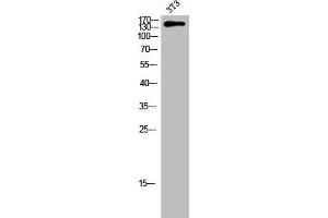Western Blot analysis of 3T3 cells using Phospho-Tensin-2 (Y483) Polyclonal Antibody (TENC1 antibody  (pTyr483))