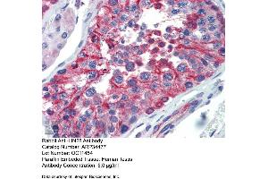 Immunohistochemistry with Human Testis lysate tissue at an antibody concentration of 5. (LIN28A antibody  (N-Term))