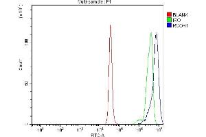 anti-REST Corepressor 1 (RCOR1) (AA 270-485) antibody