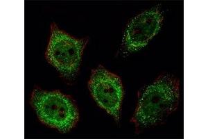 Fluorescent image of U251 cell stained with PGP 9. (UCHL1 antibody  (AA 187-214))