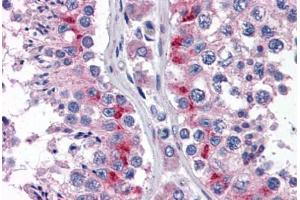 Human Testis (formalin-fixed, paraffin-embedded) stained with ADORA2A antibody ABIN364458 at 1:50 followed by biotinylated goat anti-rabbit IgG secondary antibody ABIN481713, alkaline phosphatase-streptavidin and chromogen. (Adenosine A2a Receptor antibody  (AA 373-391))