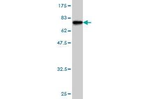 Western Blot detection against Immunogen (73. (BMP7 antibody  (AA 1-431))