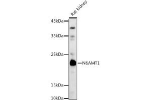 Western blot analysis of extracts of Rat kidney, using N6 antibody (ABIN6131779, ABIN6144314, ABIN6144315 and ABIN6223027) at 1:1000 dilution.