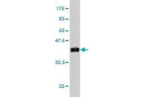 Western Blot detection against Immunogen (36. (ERK1 antibody  (AA 279-379))