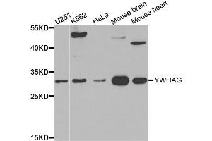 Western blot analysis of extracts of various cell lines, using YWHAG antibody (ABIN5971557) at 1/500 dilution. (14-3-3 gamma antibody)