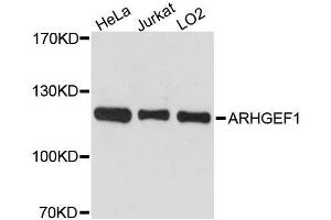 Western blot analysis of extracts of various cell lines, using ARHGEF1 antibody. (ARHGEF1 antibody  (AA 783-912))