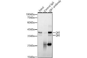 Immunoprecipitation analysis of 300 μg extracts of NIH/3T3 cells using 3 μg QKI antibody (ABIN7269699). (QKI antibody)