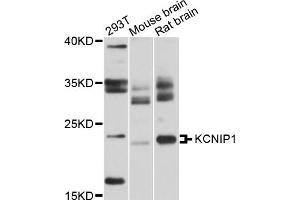 Western blot analysis of extracts of various cell lines, using KCNIP1 antibody (ABIN5972691) at 1/1000 dilution.