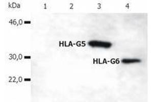 Western Blotting (WB) image for anti-HLA Class I Histocompatibility Antigen, alpha Chain G (HLAG) (C-Term) antibody (ABIN238372) (HLAG antibody  (C-Term))