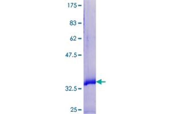 SPRR2F Protein (AA 1-72) (GST tag)