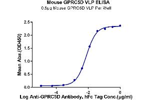 ELISA image for G Protein-Coupled Receptor, Family C, Group 5, Member D (GPRC5D) (AA 1-344) (Active) protein-VLP (ABIN7448171)