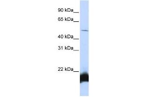 Western Blotting (WB) image for anti-One Cut Homeobox 1 (ONECUT1) antibody (ABIN2458321) (ONECUT1 antibody)