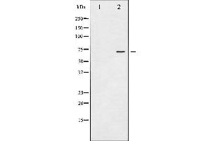 Western blot analysis of SHP-2 phosphorylation expression in A431 whole cell lysates,The lane on the left is treated with the antigen-specific peptide. (PTPN11 antibody  (pTyr580))